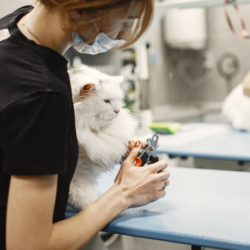 Care of pet professional at work groomer with cat