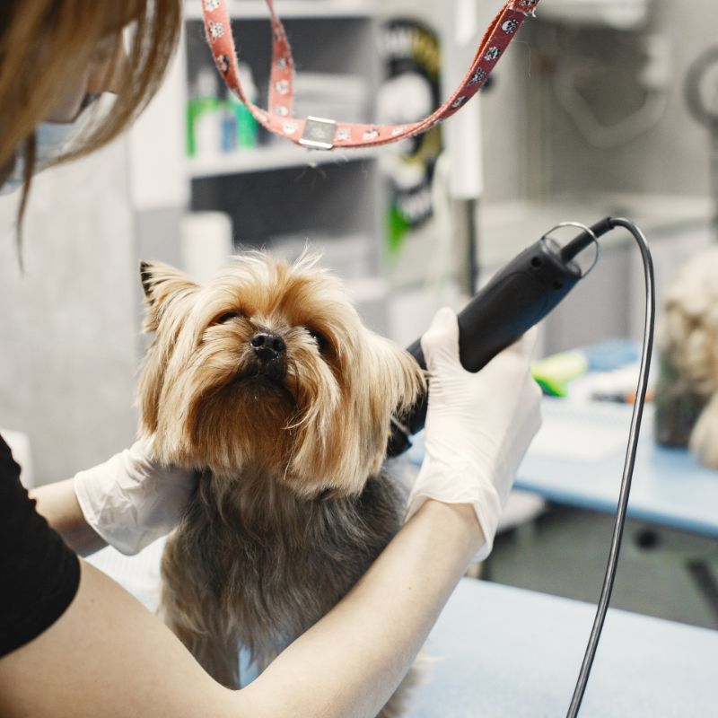 Care of pet professional at work groomer with dog