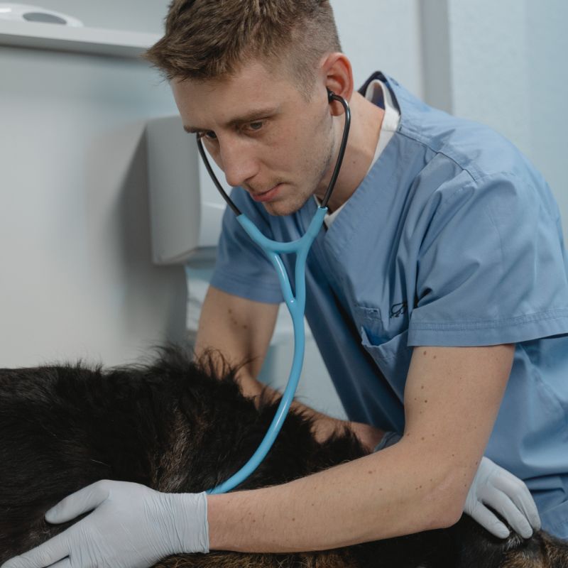 Care of pet professional vet working on dog