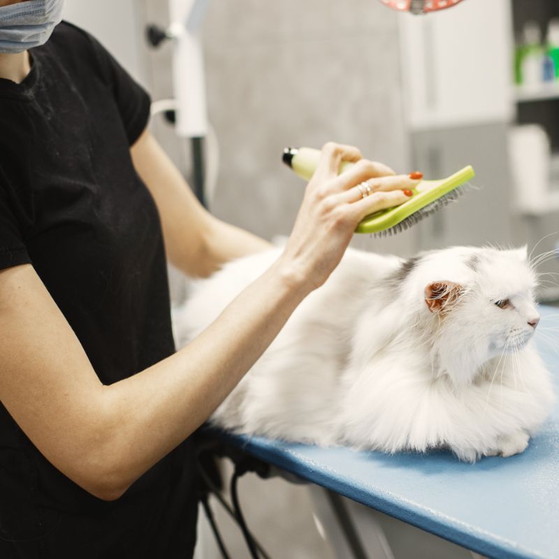 Care of pet professional at work groomer cat brush
